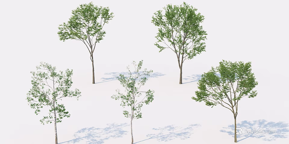 Lush Arbor Trees With Various Sizes Green Foliage And Shadows 3d model