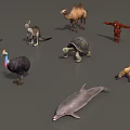 Animal Mammal Low Model Animal Low Face Number Animal Game Animal Simple Model Realistic Animal Camel Kangaroo Ostrich Turtle Lizard 3d model