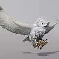 Snow Owl 3d model