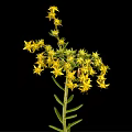 Vibrant Green Stem Plant With Numerous Small Yellow Flowers On Black Background