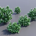 Five Green Leafy Shrubs For Garden Landscape Decoration And Design 3d model