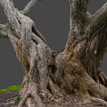 Detailed Rough Wood Texture Of Thick Old Tree Roots With Green Grass And Soil