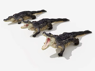 Three Realistic Aquatic Crocodile Models With Open Mouths And Textured Skin 3d model