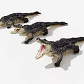 Three Realistic Aquatic Crocodile Models With Open Mouths And Textured Skin
