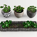 Decorative Potted Aquatic Plants With Green Leaves Pink Flowers And Various Ceramic Stone Planters