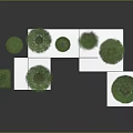 Decorative Trees in White Pots on White Cube Pedestals Against Dark Background Modern