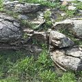 Natural Scenic Landscape Featuring Moss Covered Rocks And Lush Green Grass