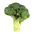 Fresh Green Broccoli Vegetable With Tight Florets And Crisp Stalk