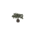 Ornamental Decor Set with Lush Green Plant in Rustic Clay Pot and Multiple Trunks