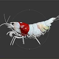 White Shrimp With Red Section Long Antennae And Legs On Black Background
