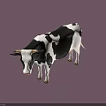 Black And White Spotted Cow Standing Isolated On Gray Background 3d model