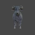 Detailed Gray Cow 3D Model Standing On Black Background With Horns