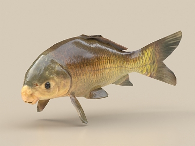 Carp, grass carp, crucian carp, cochineal carp with bone binding 3d model