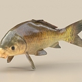 Carp, grass carp, crucian carp, cochineal carp with bone binding 3d model