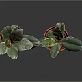 Two Potted Plants In Orange And Red Terracotta Pots With Green Red Edged Leaves