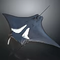 Graceful Marine Manta Ray Aquatic Animal With Black Body White Patterns And Long Tail