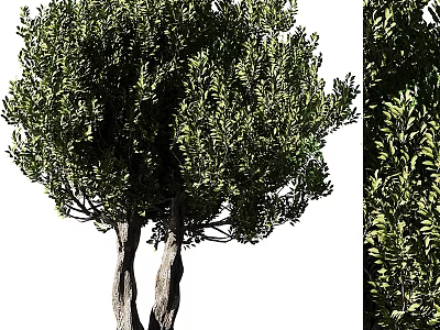 Healthy Modern Tree Pit With Twin Trees And Dense Green Foliage 3d model
