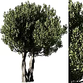 Healthy Modern Tree Pit With Twin Trees And Dense Green Foliage