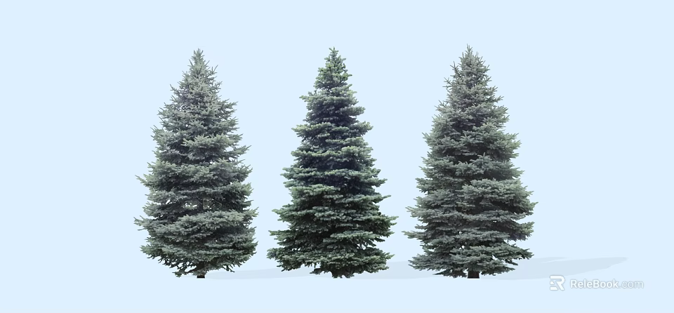 Three Tall Evergreen Trees With Dense Foliage In Natural Outdoor Scene 3d model 