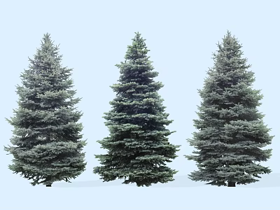 Three Tall Evergreen Trees With Dense Foliage In Natural Outdoor Scene 3d model