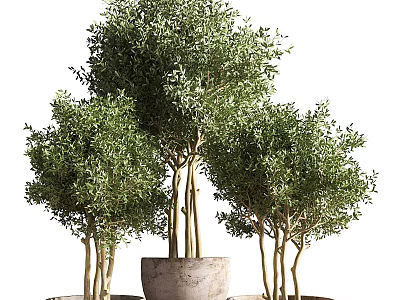 Lush Green Bonsai Trees in Stone Planters with Dense Foliage and Natural Design 3d model