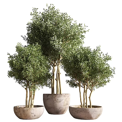Lush Green Bonsai Trees in Stone Planters with Dense Foliage and Natural Design 3d model