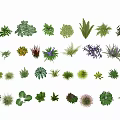 Various Ground Cover Plant Varieties for Garden Landscaping and Outdoor Design