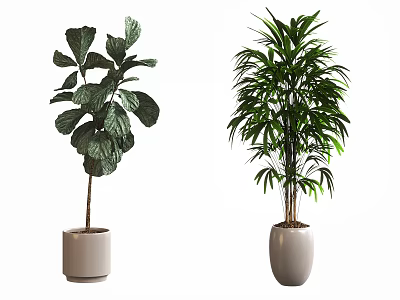 Potted Plants with Large and Feathery Leaves in White Ceramic Pots for Interior Decor 3d model