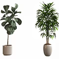 Potted Plants with Large and Feathery Leaves in White Ceramic Pots for Interior Decor