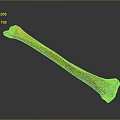 Detailed Skeletal Bone Organ Structure With Orange Black Fossil Texture