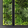Lush Living Wall With Various Green Plants And Diverse Foliage For Indoor Design