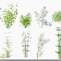 Different Bamboo Types Showcasing Diverse Leaf Shapes and Varying Plant Heights