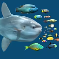 Giant Mola Mola and Colorful Small Fish Swimming in Underwater Ocean Scene with Various Aquatic Species
