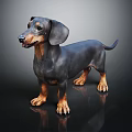 Black and Tan Dachshund Standing on Shiny Dark Background with Studio Lighting