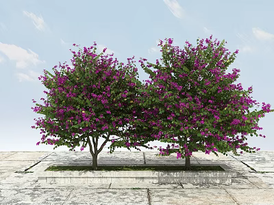 Two Flowering Arbor Trees with Vibrant Purple Blooms on Stone Pavement Under Blue Sky 3d model