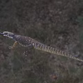 Reptile Lizard in Natural Grassland Habitat Crawling with Scales and Tongue Out