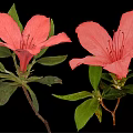 Two Beautiful Pink Blooming Flowers with Fresh Green Leaves on Black Background