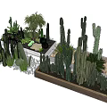 Assorted Cactus And Succulent Bonsai Plants In Decorative Pots With Stones