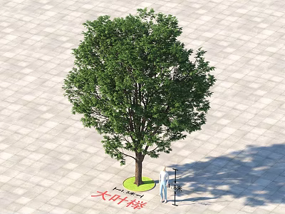 Tall Arbor Tree Standing On Paved Ground With Circular Green Base And Person Measuring 3d model