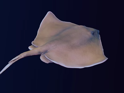 Stingray Swimming In Dark Underwater Environment With Flat Body And Long Tail 3d model