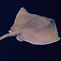 Stingray Swimming In Dark Underwater Environment With Flat Body And Long Tail