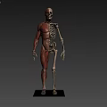Detailed Human Limb Organs Anatomy Showing Muscle Structure And Bone Framework Details