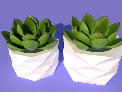 Two Potted Succulent Plants in White Geometric Design Pots with Green Fleshy Leaves 3d model