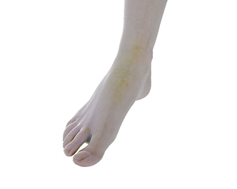 feet female feet 3d model