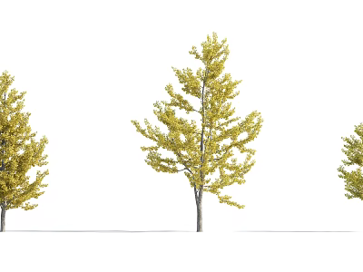 Tall Lush Autumn Trees with Bright Yellow Leaves and Straight Trunks 3d model