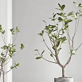 Bonsai Potted Plants With Lush Green Leaves In Concrete And Textured White Pots