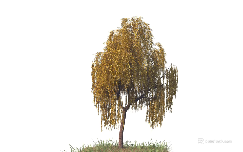 Golden Weeping Willow Tree with Long Hanging Branches and Green Grass 3d model 