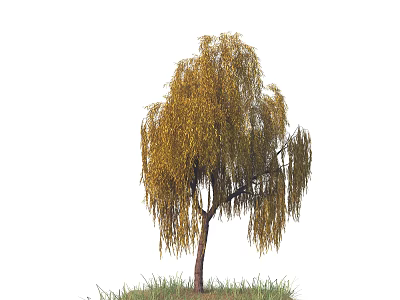Golden Weeping Willow Tree with Long Hanging Branches and Green Grass 3d model
