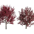 Red Leaf Arbor Trees in Various Shapes with Lush Foliage and Natural Design