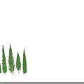 Tall Evergreen Arbor Trees With Various Heights And Lush Green Foliage